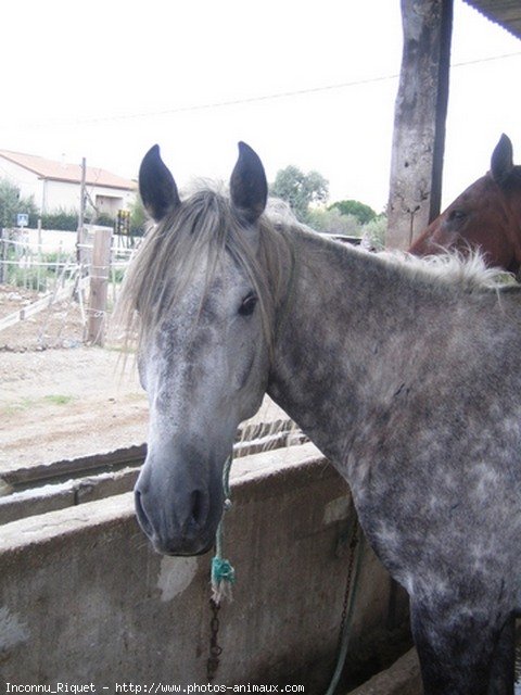 Photo de Camargue