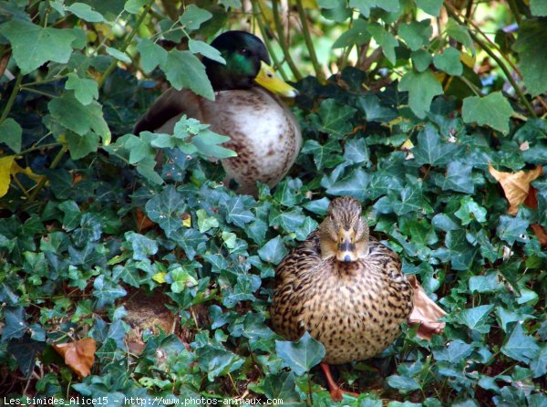 Photo de Canard