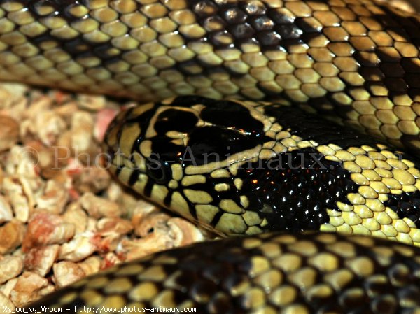 Photo de Serpent