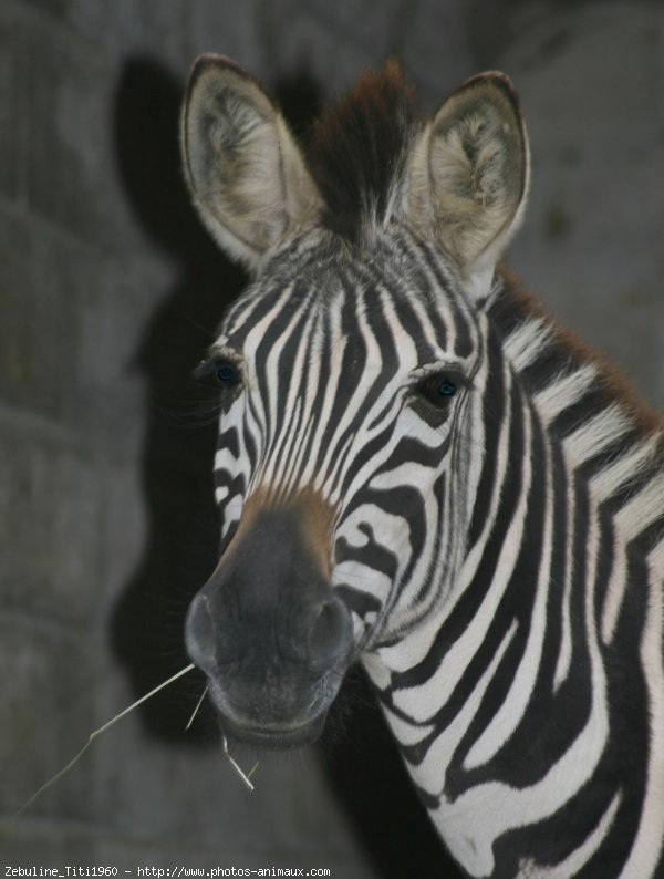 Photo de Zebre