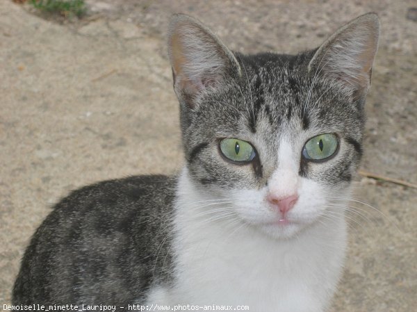 Photo de Chat domestique