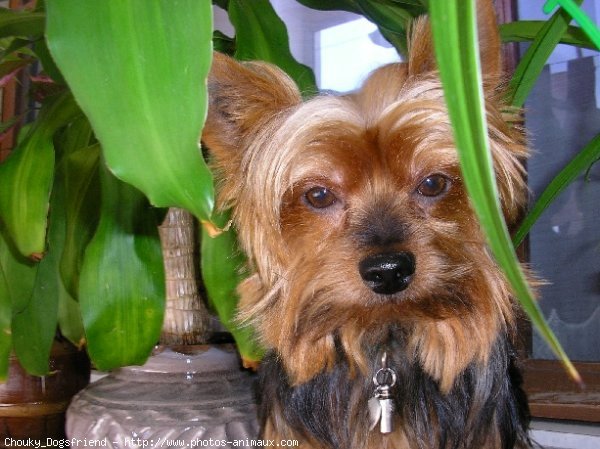 Photo de Yorkshire terrier