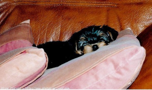 Photo de Yorkshire terrier