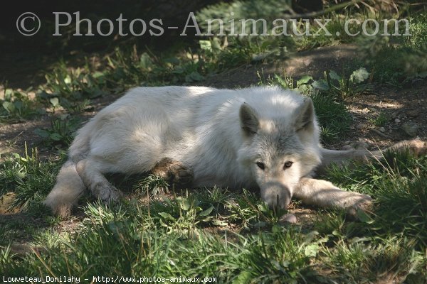 Photo de Loup