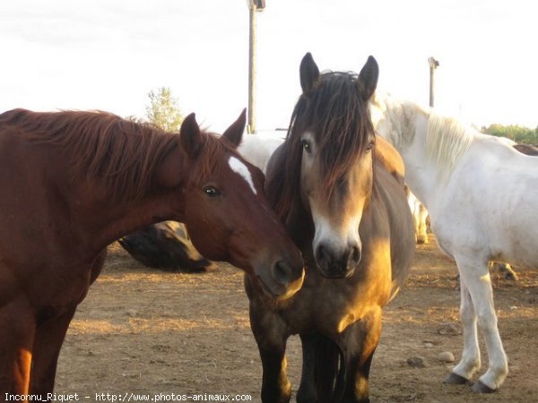 Photo de Races diffrentes