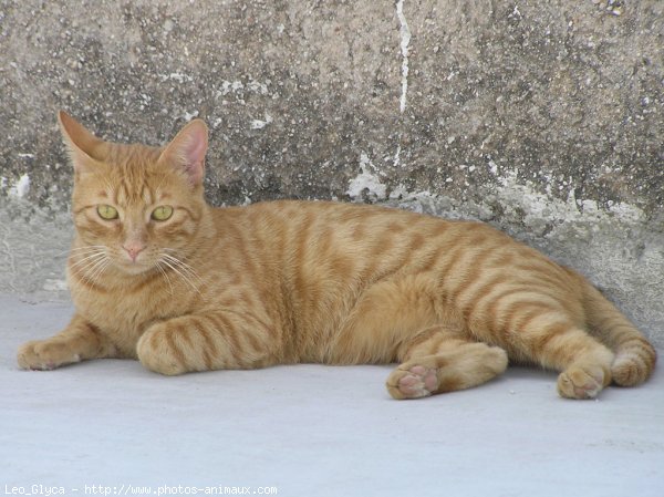 Photo de Chat domestique