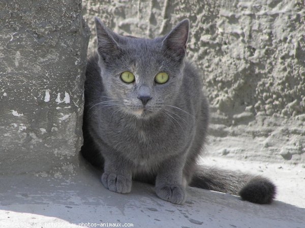 Photo de Chat domestique