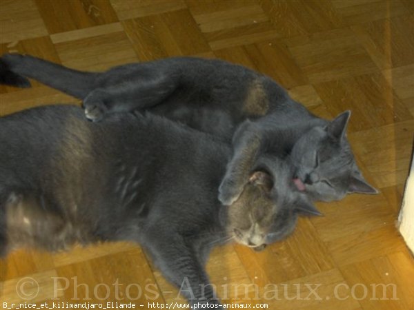 Photo de Chartreux