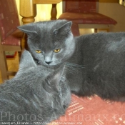 Photo de Chartreux