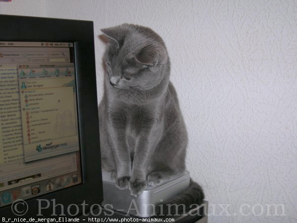 Photo de Chartreux