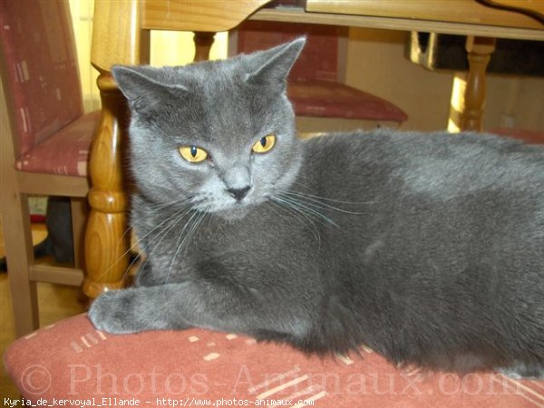 Photo de Chartreux