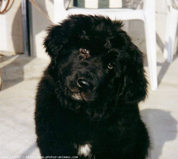 Photo de Chien de terre-neuve