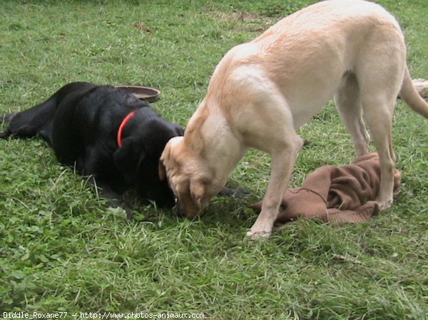 Photo de Labrador retriever