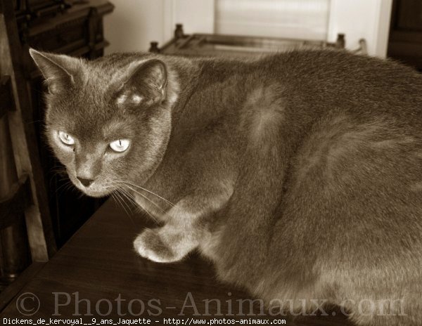 Photo de Chartreux