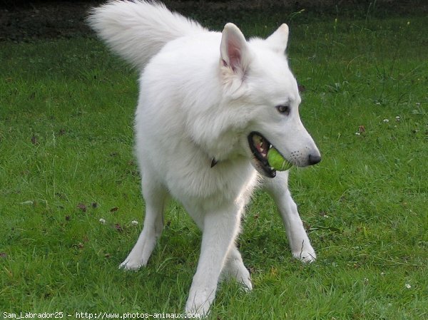 Photo de Berger blanc suisse