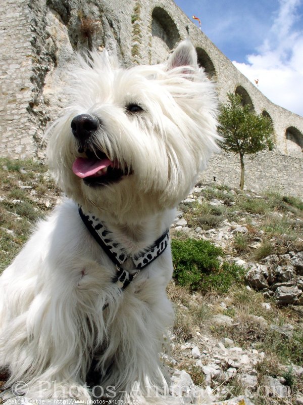 Photo de West highland white terrier