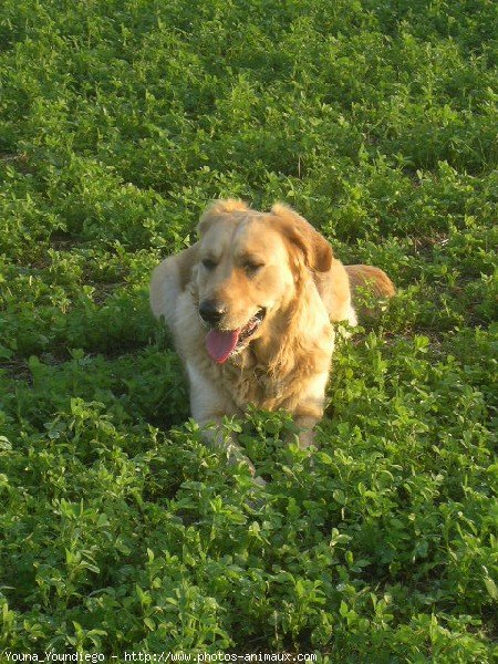 Photo de Golden retriever