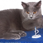 Photo de Chartreux