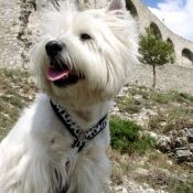 Photo de West highland white terrier