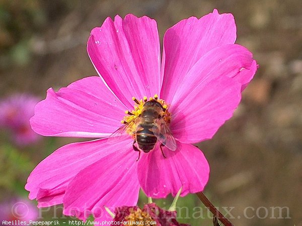 Photo d'Abeille