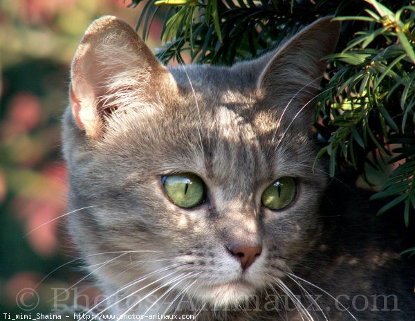 Photo de Chat domestique