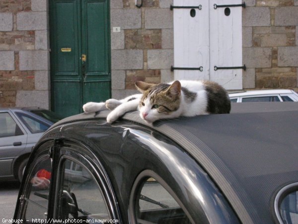 Photo de Chat domestique