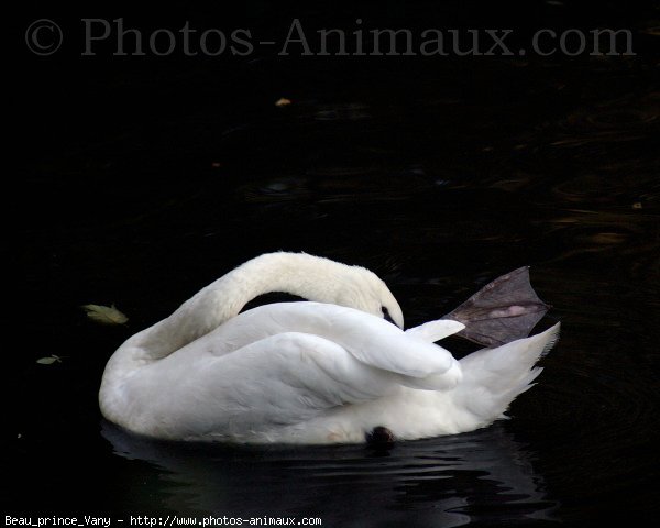 Photo de Cygne