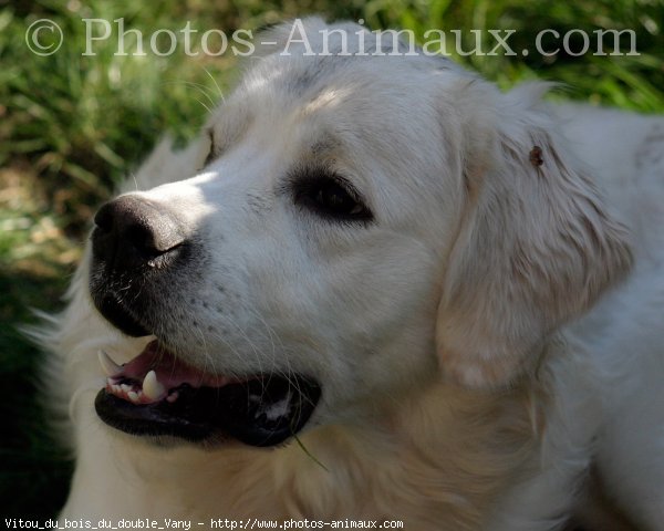 Photo de Golden retriever