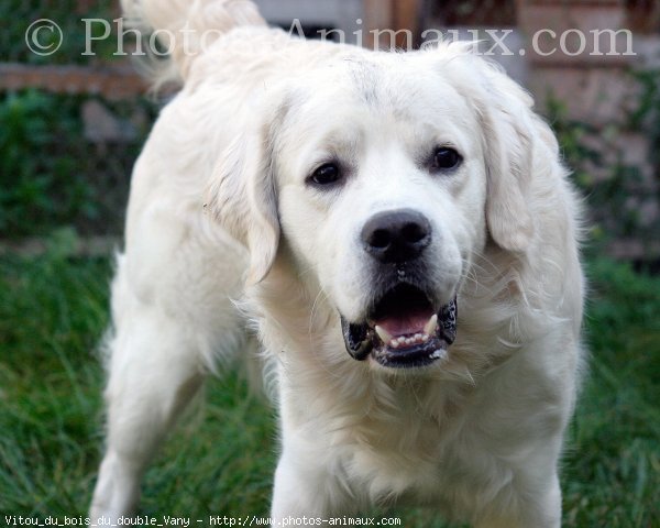 Photo de Golden retriever