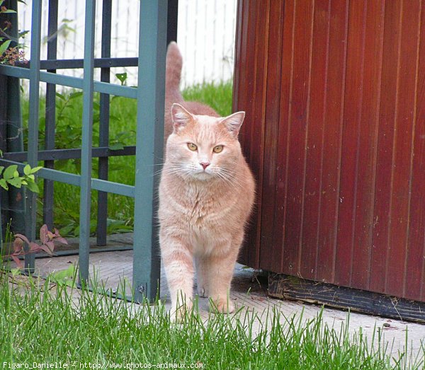 Photo de Chat domestique