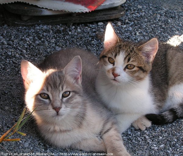 Photo de Chat domestique