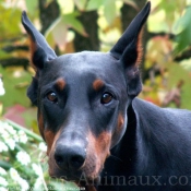 Photo de Dobermann