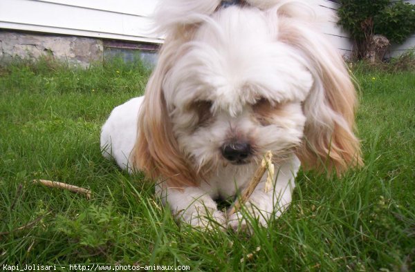 Photo de Lhassa apso