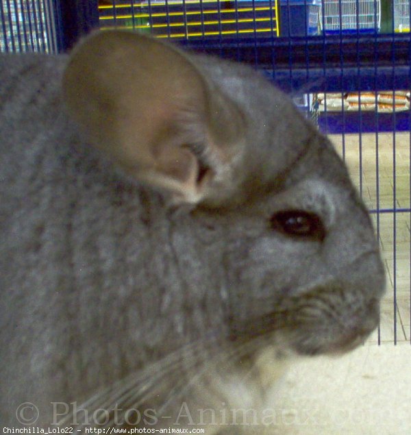 Photo de Chinchilla