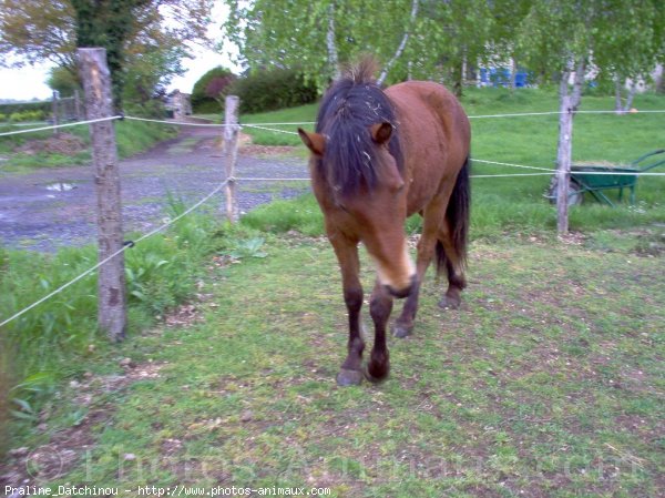 Photo de Races diffrentes