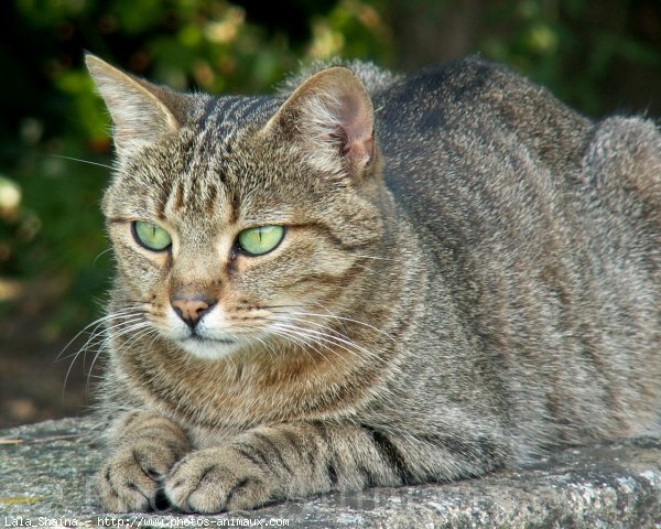 Photo de Chat domestique