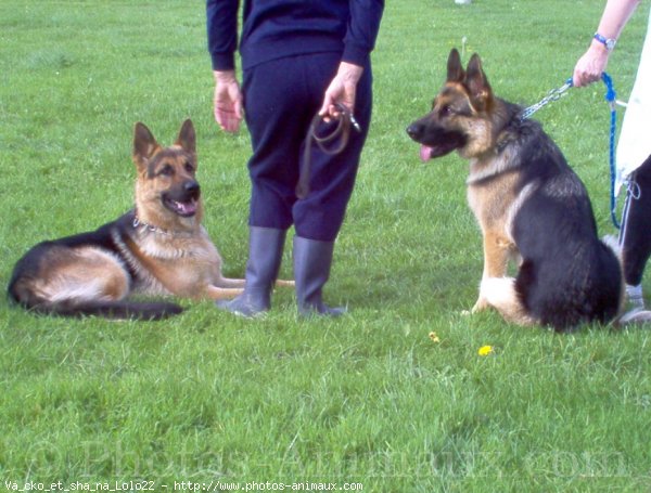 Photo de Berger allemand  poil court