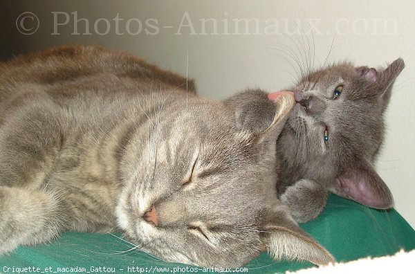 Photo de Chat domestique