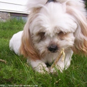 Photo de Lhassa apso