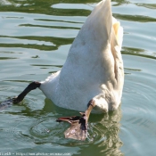 Photo de Cygne