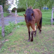 Photo de Races diffrentes