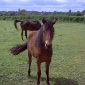 Photo de Races diffrentes