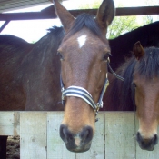 Photo de Trotteur franais