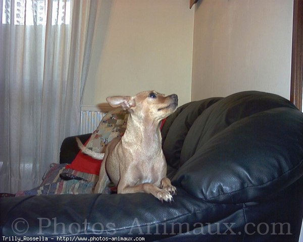 Photo de Pinscher nain