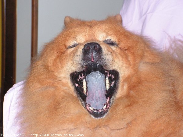 Photo de Chow chow