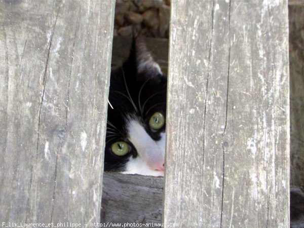 Photo de Chat domestique