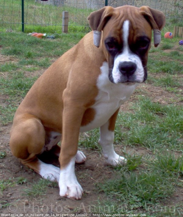 Photo de Boxer