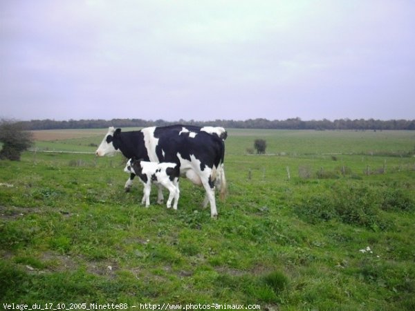 Photo de Vache