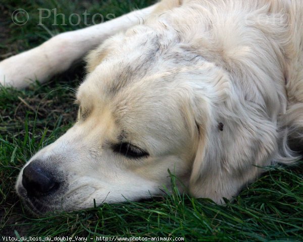 Photo de Golden retriever