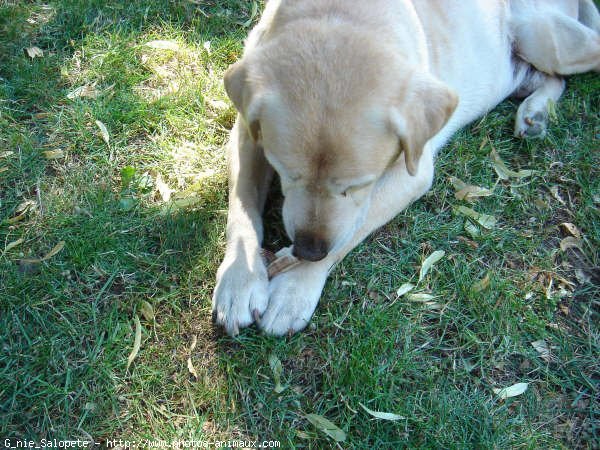 Photo de Labrador retriever